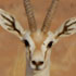 gazelle